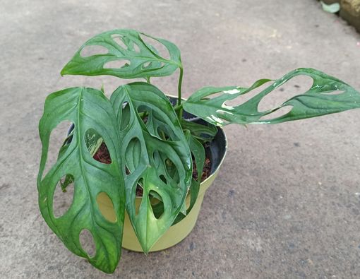 Menyingkap Manfaat Tanaman Janda Bolong untuk Kesehatan