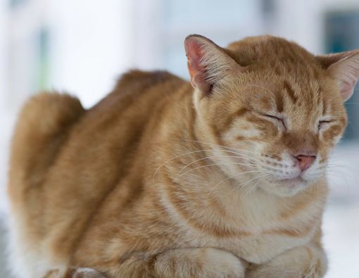 Cara Membuat Oralit untuk Kucing Diare