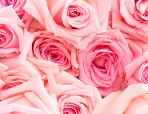 Ragam Manfaat French Rose untuk Skincare Routine