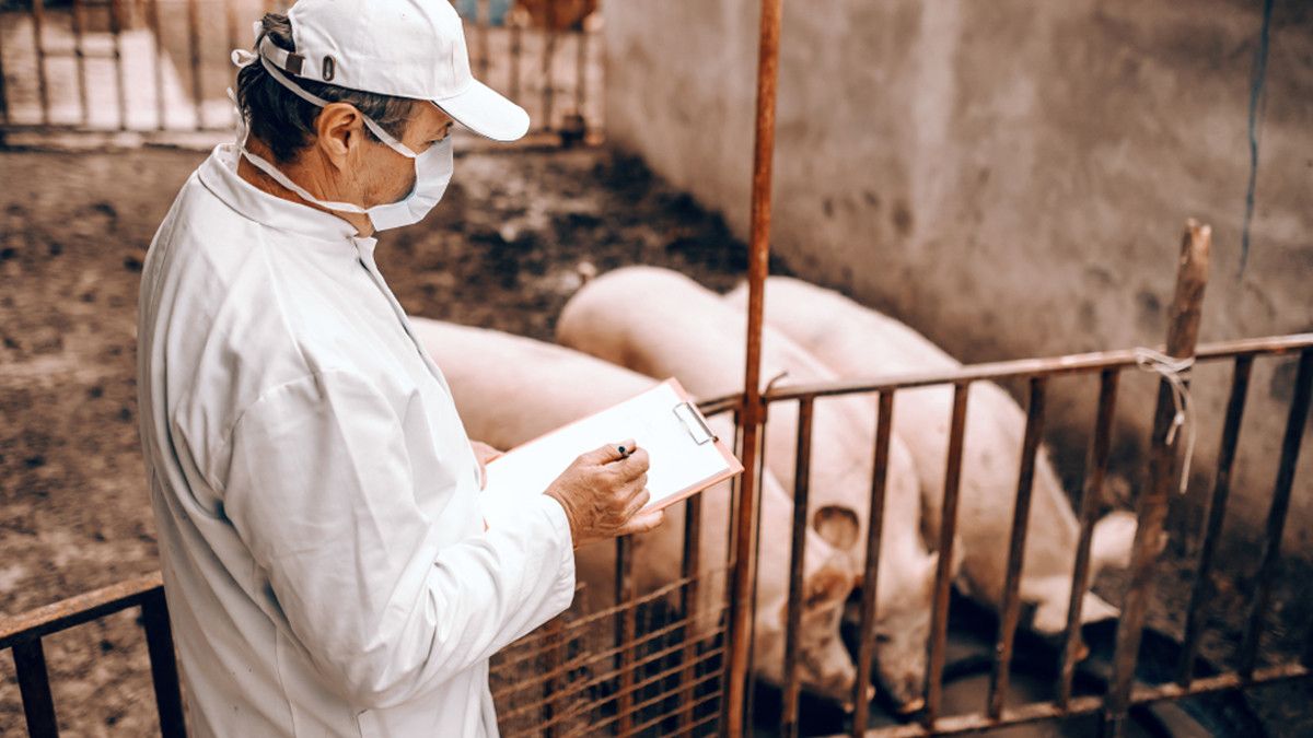 Mengenal H1N2, Tipe Flu Babi yang Langka