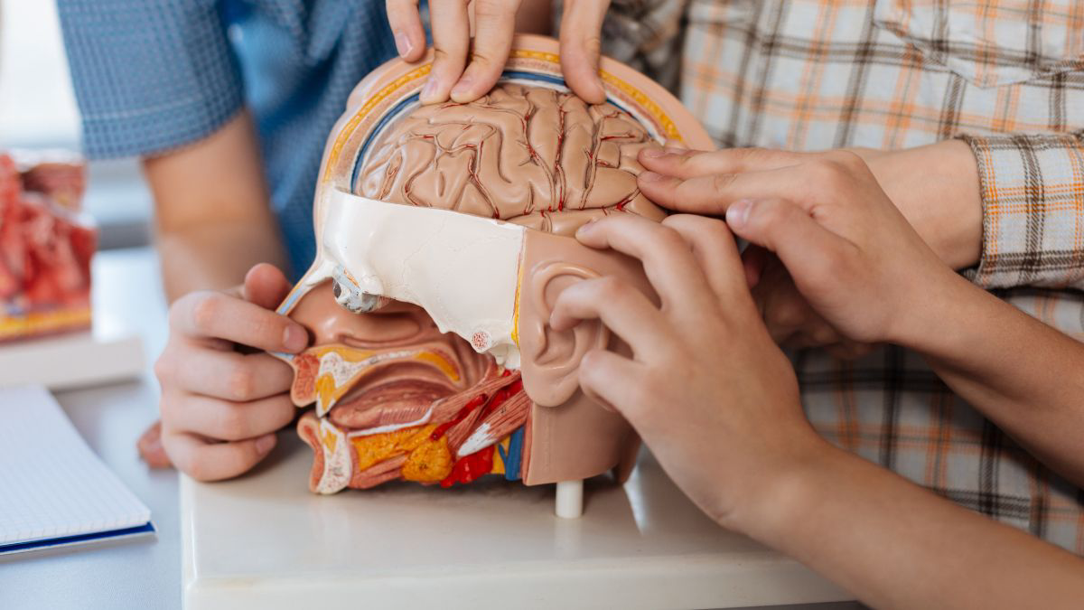 Mengenal Fungsi Hipotalamus dan Masalah Kesehatannya