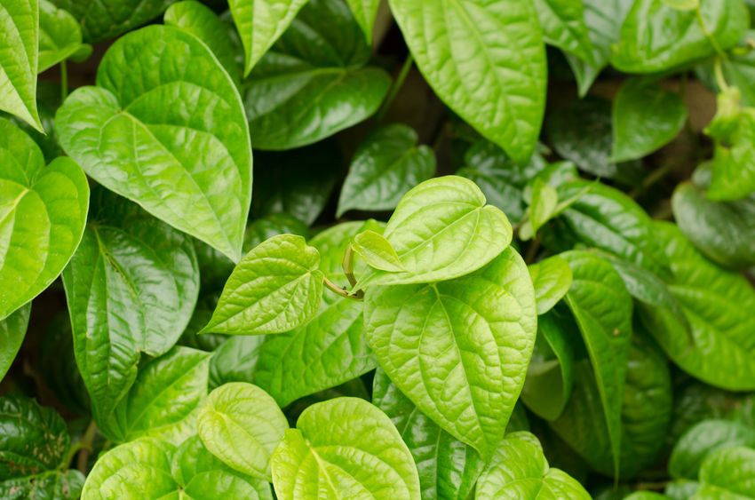 Daun Sirih, Si Hijau Penjaga Kesehatan Vagina