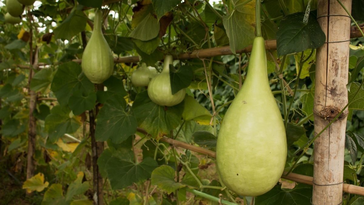 Manfaat Labu Air untuk Kesehatan Tubuh