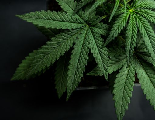 Melihat Posisi Ganja di Dunia Medis Saat Ini