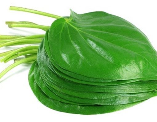 Berkumur dengan Daun Sirih Membantu Menghilangkan Plak