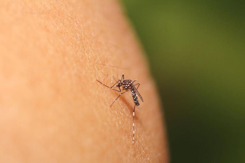 Kenapa Beberapa Orang Lebih Mudah Digigit Nyamuk?