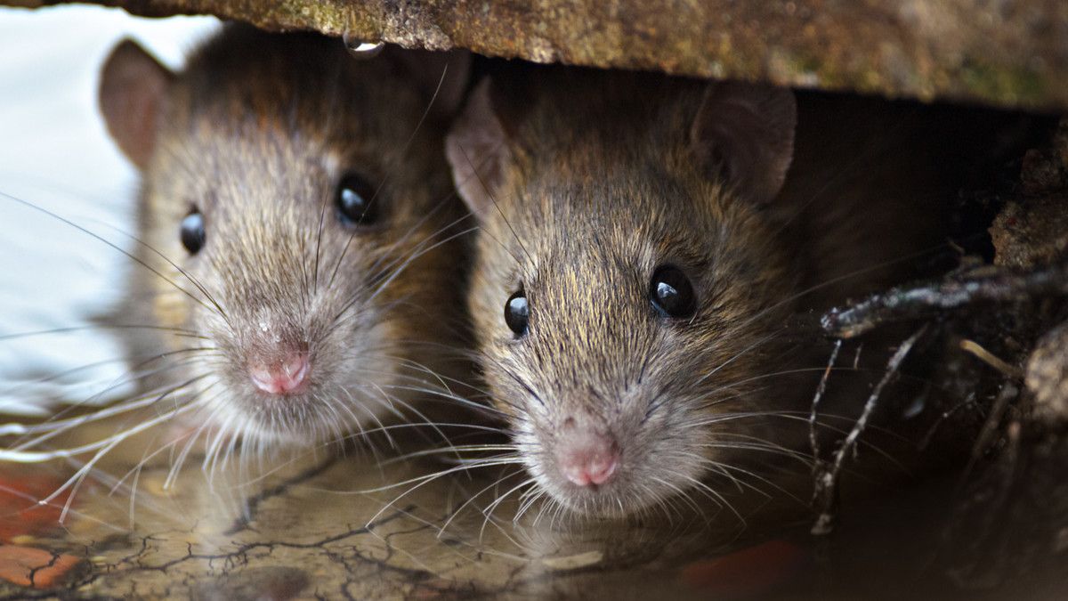 Muncul Wabah Bubonik di Mongolia, Perlukah Dikhawatirkan Jadi Pandemi?