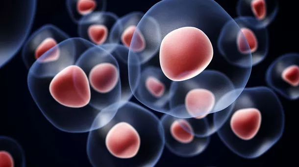 Yuk, Mengenal Stem Cell, Harapan Baru di Dunia Kesehatan