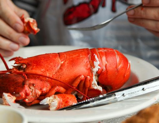 Jangan Makan Lobster Berlebihan, Ini Risikonya