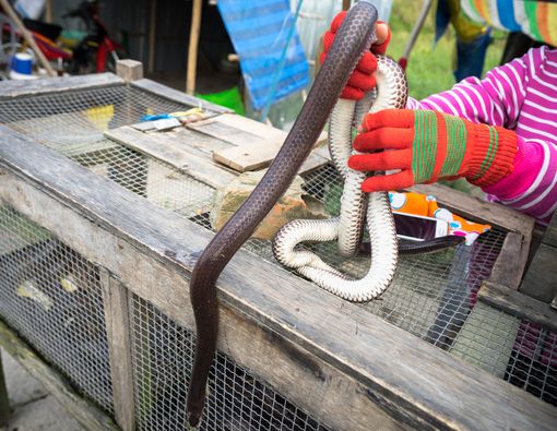 Makan Daging Ular, Apa Risikonya bagi Kesehatan?