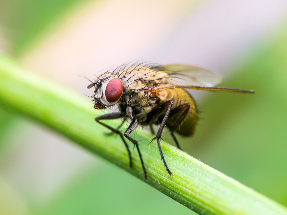 Tak Melulu Soal Diare, Lalat Bisa Sebabkan Kebutaan