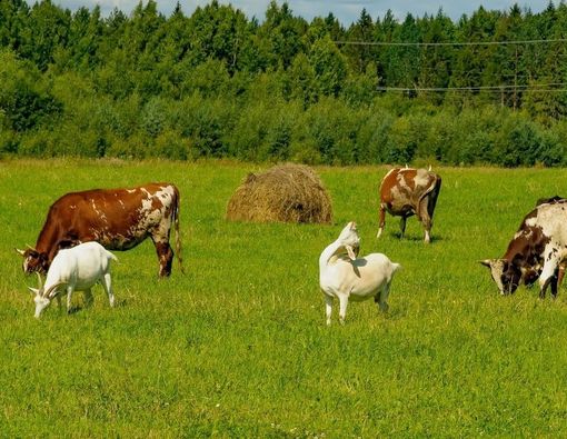 Penanganan Daging dan Produk Olahan Ternak Terinfeksi PMK