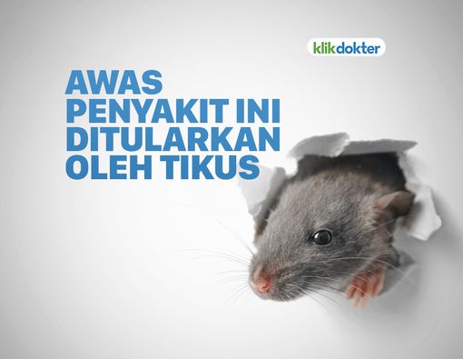Waspada! Ini Penyakit yang Ditularkan Melalui Tikus