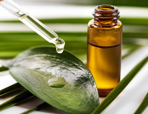 Manfaat Tea Tree Oil untuk Kulit Kepala