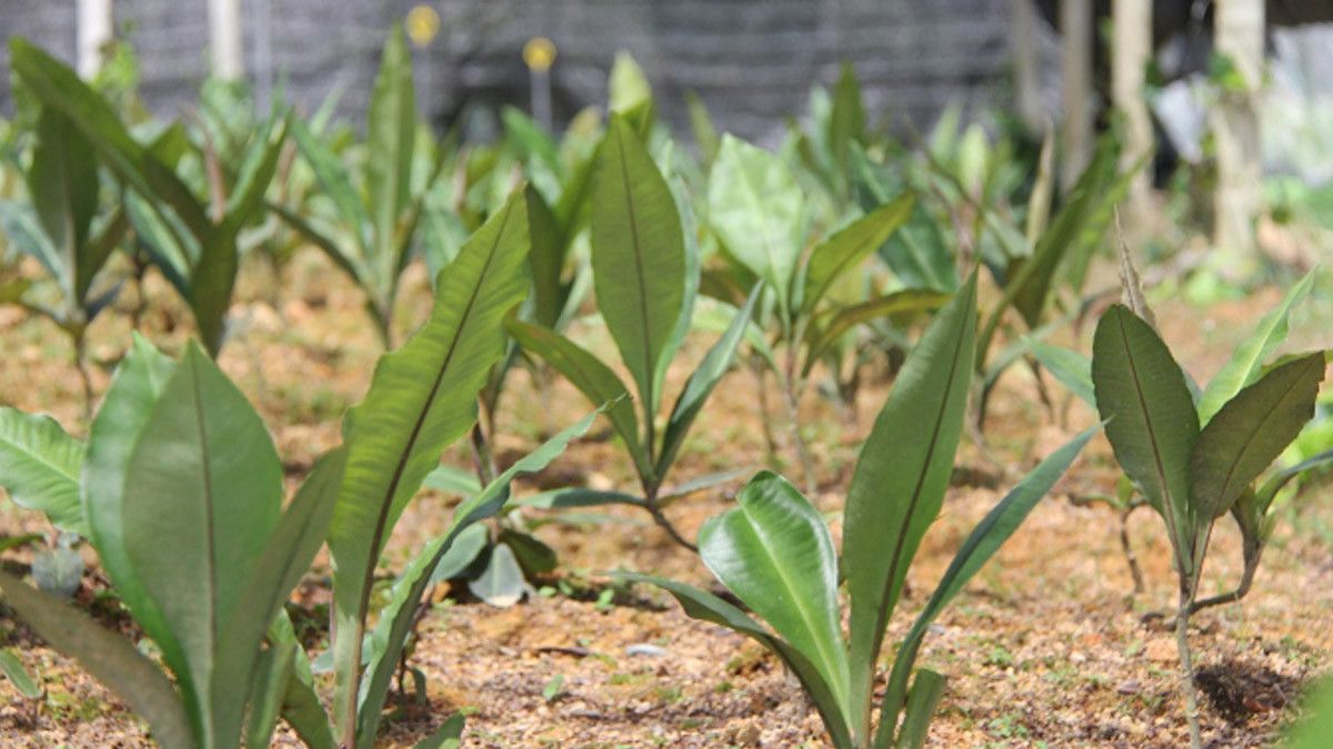 Manfaat Rumput Fatimah Bagi Kesehatan