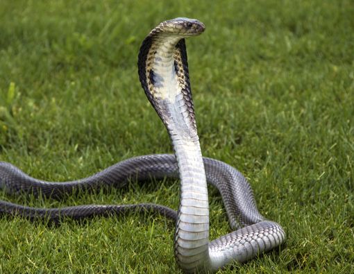 Macam-macam Serum Anti-Bisa Ular