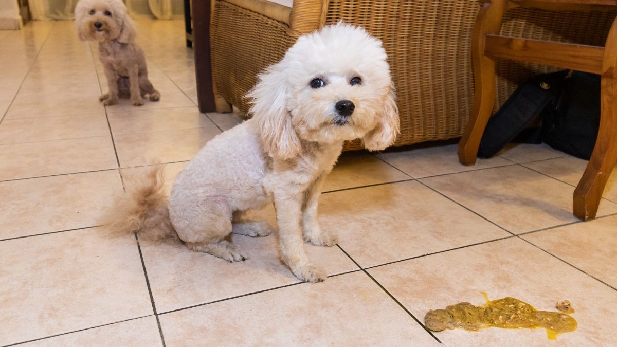 Penyebab Anjing Muntah