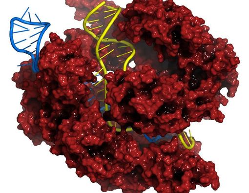Gunting Molekuler: Titik Terang Penyembuhan Kanker