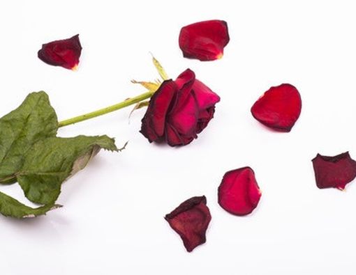 Perawan Belum Tentu Mengeluarkan Darah Ketika Hubungan Seks Pertama Kali