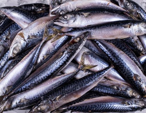 Ikan Tongkol untuk Ibu Hamil, Apa Manfaatnya?