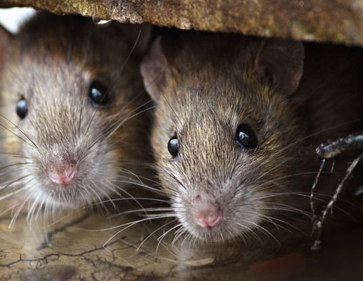 Muncul Wabah Bubonik di Mongolia, Perlukah Dikhawatirkan Jadi Pandemi?