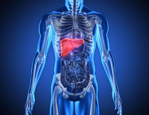 Begini Cara Kerja Hati dalam Membuang Racun di Tubuh