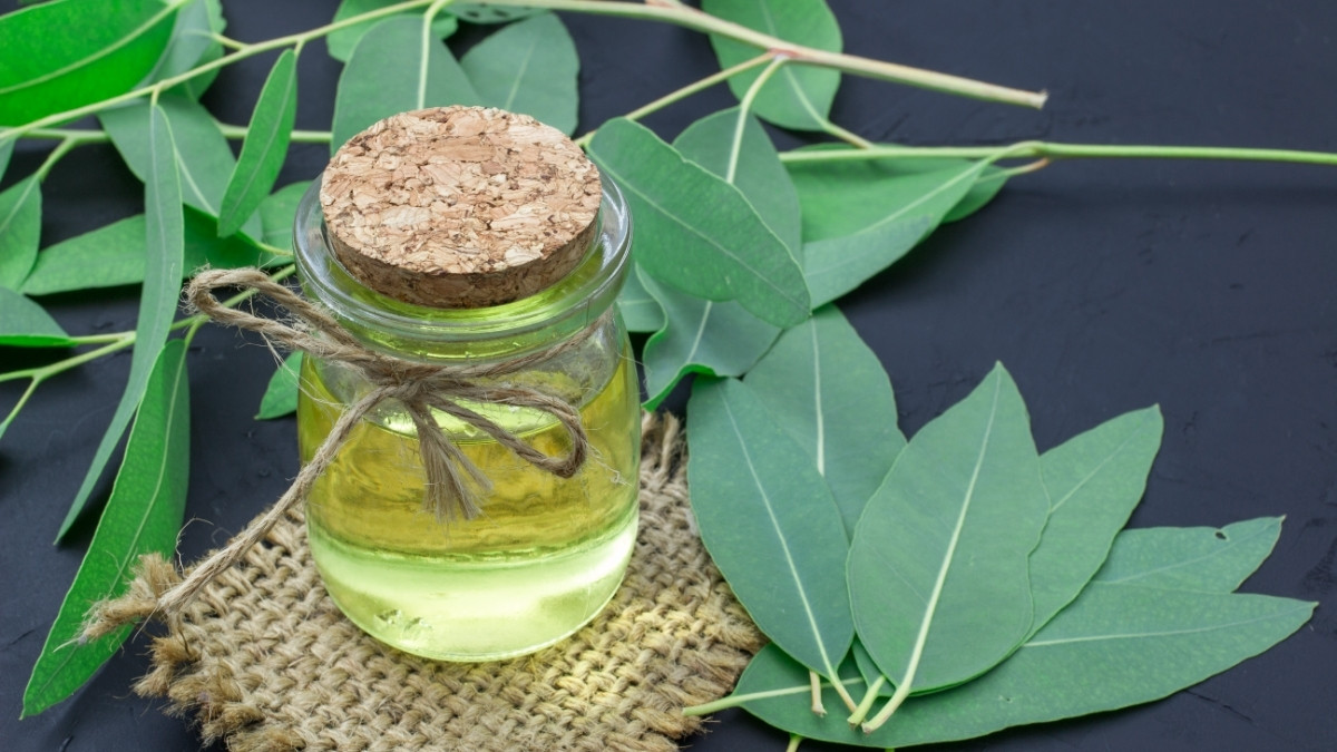 Minyak Kayu Putih Bisa Menyembuhkan Sakit Gigi?