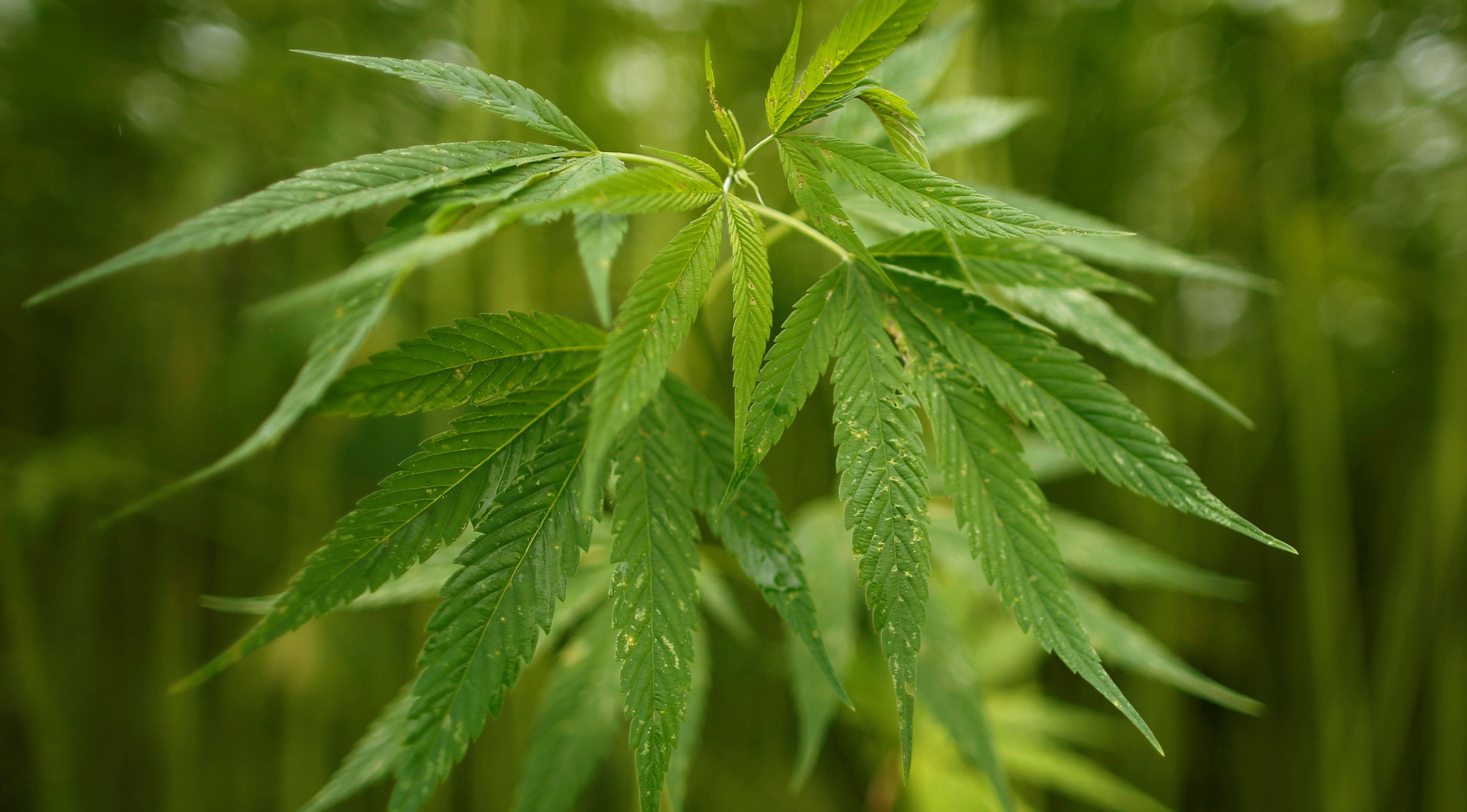 5 Fakta Mencengangkan Tentang Ganja