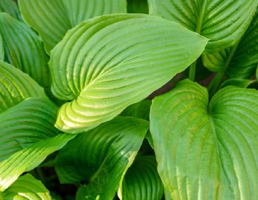 Efektifkah Daun Keladi Tikus untuk Sembuhkan Batuk?