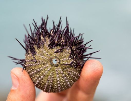 Manfaat Makan Bulu Babi Bagi Kesehatan