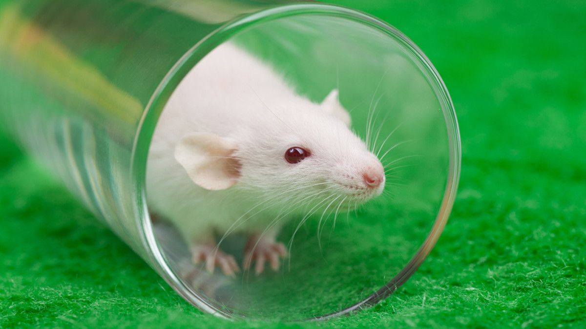 Mengapa Tikus Selalu Jadi Hewan Percobaan?