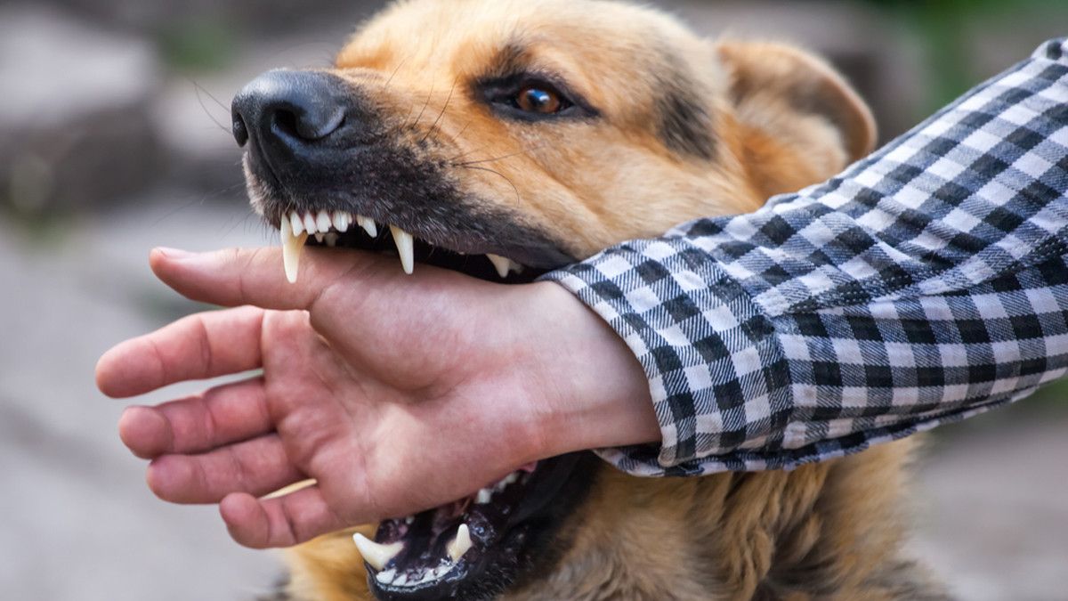 Mitos dan Fakta Rabies yang Perlu Kamu Tahu