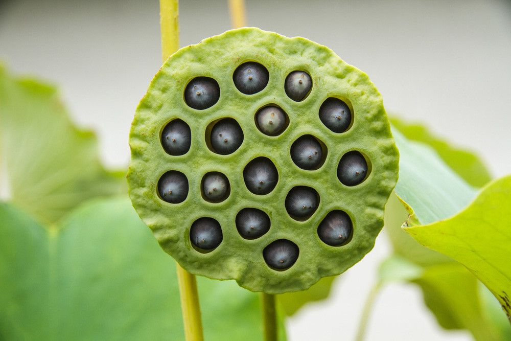 Trypophobia, Kumpulan Lubang Kecil yang Bikin Fobia