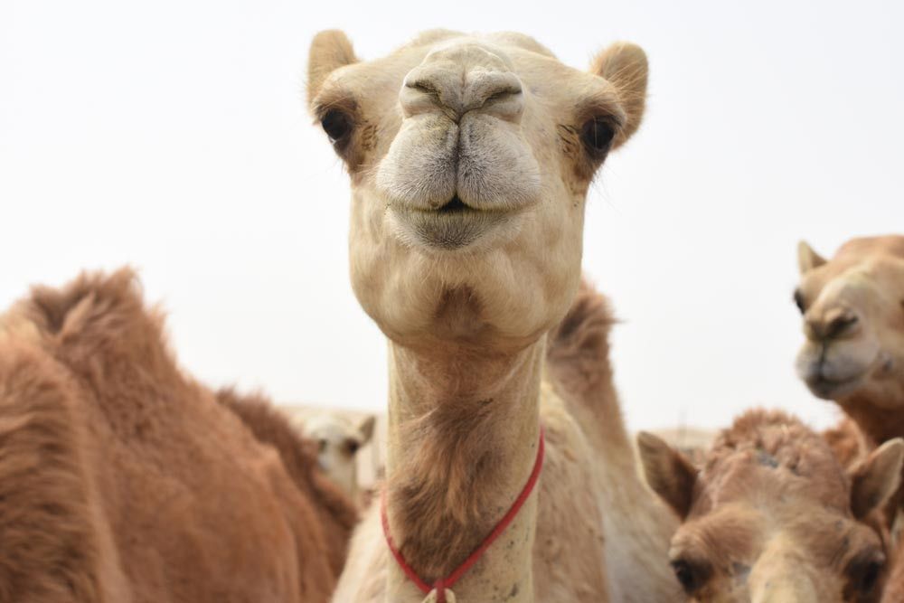 Flu Unta dan Flu Arab, Apa Bedanya?