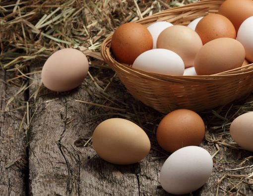 Perbedaan Jenis Telur Ayam yang Perlu Diketahui dan Manfaatnya