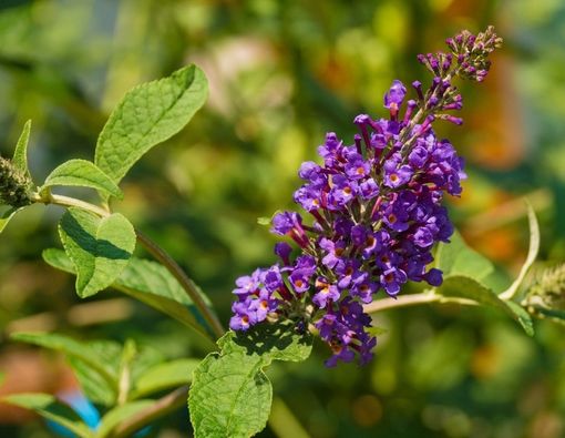 Manfaat Chasteberry untuk Kesehatan Sistem Reproduksi Wanita