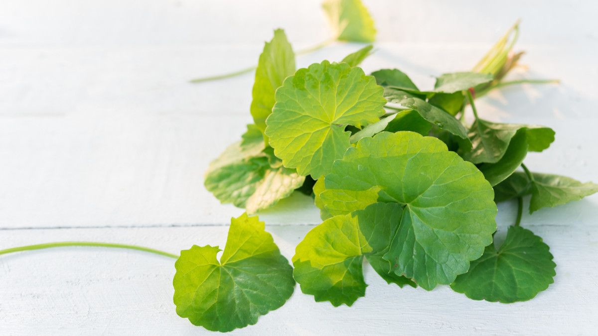 Manfaat Centella asiatica (Daun Pegagan) bagi Kesehatan Kulit