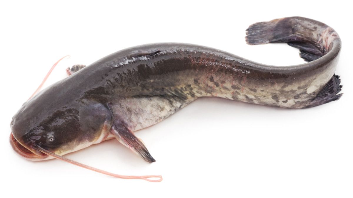 Viral Bintik Putih di Daging Ikan Lele, Bolehkah Dimakan?