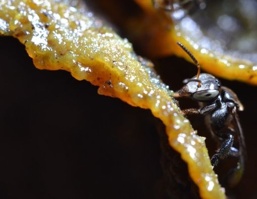 14 Manfaat Madu Kelulut bagi Kesehatan