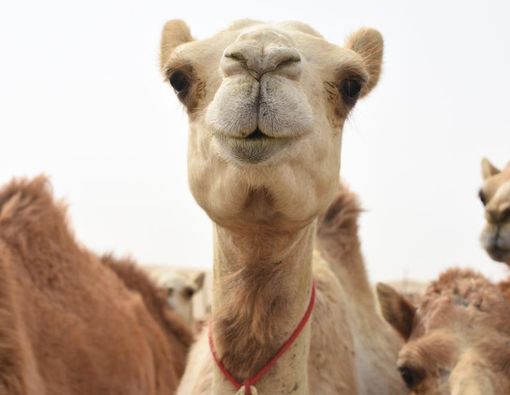 Flu Unta dan Flu Arab, Apa Bedanya?