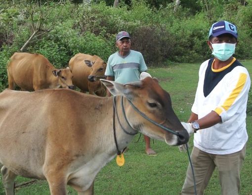 5 Tips Antisipasi Penularan Antraks