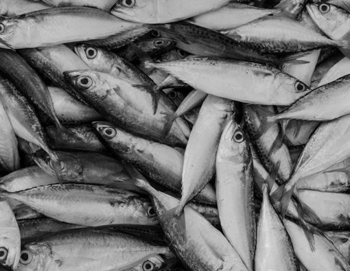 Makan Ikan Bisa Jadi Solusi Gizi Buruk di Indonesia