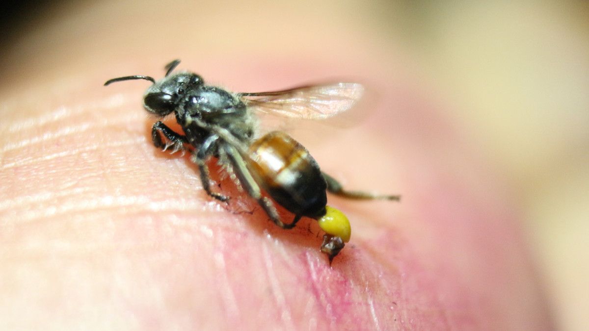 Jangan Sepelekan 5 Gigitan Serangga Ini (Plew Koonyosying/Shutterstock)