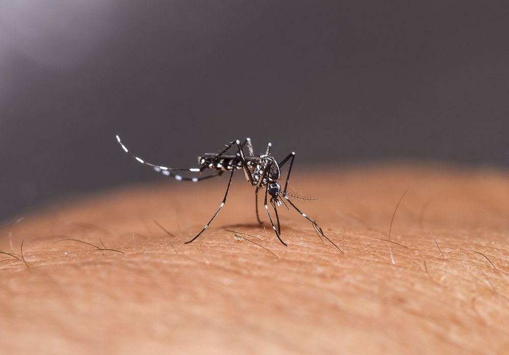 5 Ciri Nyamuk Aedes Aegypti yang Bisa Sebabkan DBD