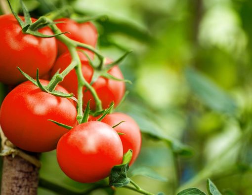 Tomat Bikin Radang Tenggorokan Makin Parah, Benarkah?