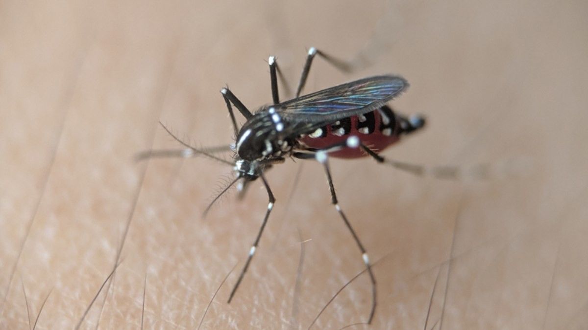 Jumlah Pasien DBD Meningkat, Ini Bedanya dengan Demam Dengue