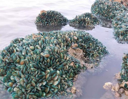 Awas Bahaya Logam Berat pada Makanan, Apa Efeknya?