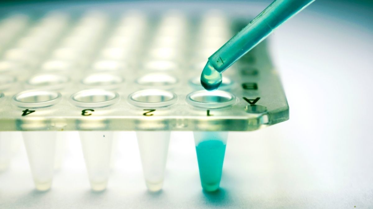 Sel Punca Babi Menjembatani Perbedaan Tikus-Manusia