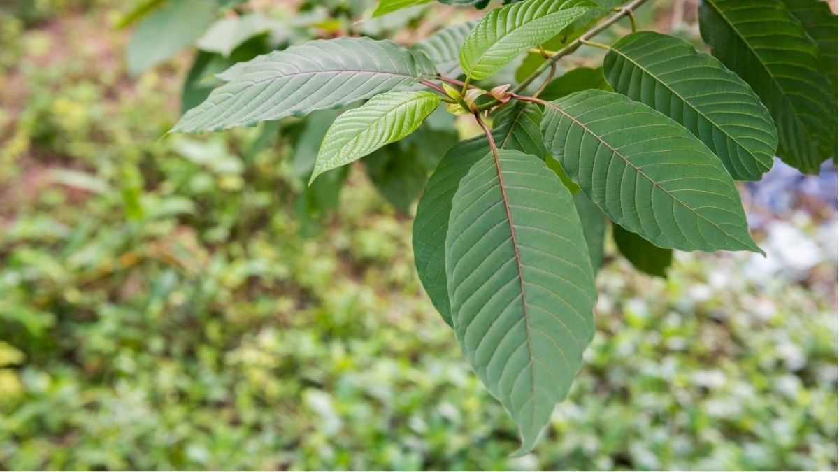 Bahaya Konsumsi Daun Kratom bagi Kesehatan Tubuh