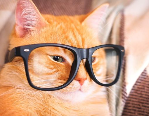 Penyebab Mata Kucing Merah dan Cara Mengatasinya